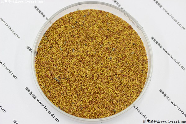 白三葉種子 白三葉種子