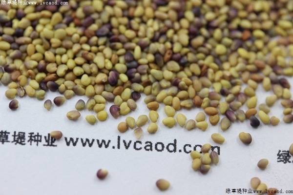 白三葉種子 白三葉種子