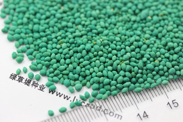 百慕大種子 百慕大種子