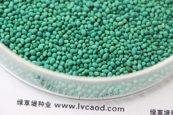 大葉油草種子 大葉油草種子