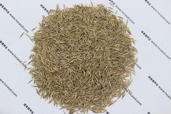 紫羊茅種子 紫羊茅種子