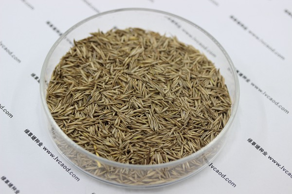 紫羊茅種子 紫羊茅種子