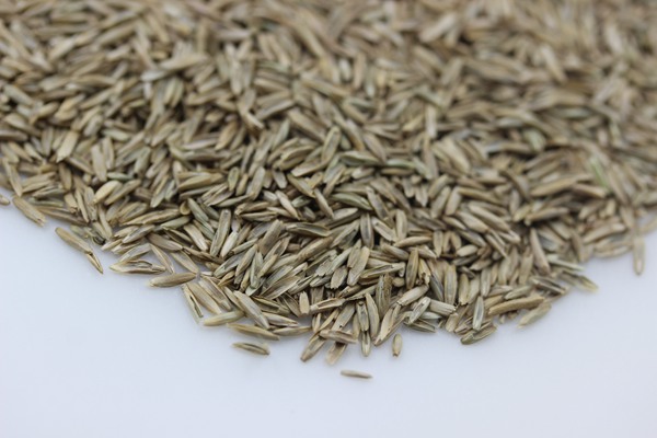 白標(biāo)多年生黑麥草種子 白標(biāo)多年生黑麥草種子