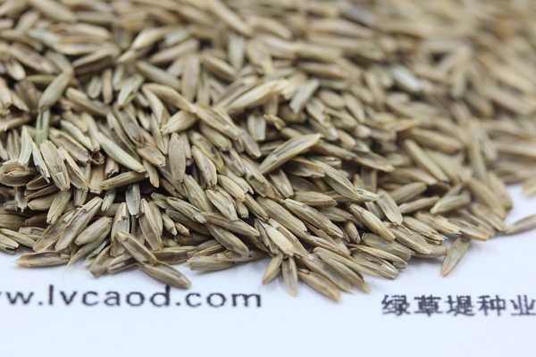 白標(biāo)多年生黑麥草種子 白標(biāo)多年生黑麥草種子