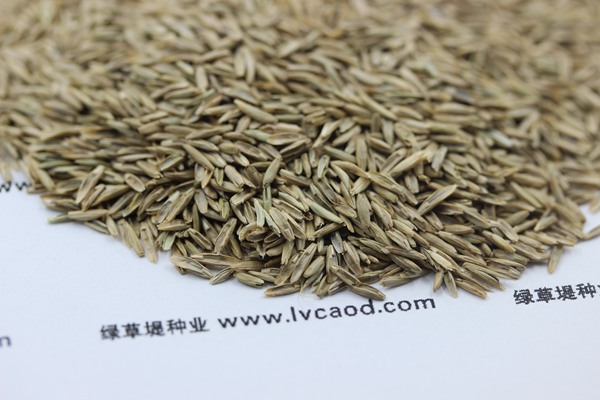 白標(biāo)多年生黑麥草種子 白標(biāo)多年生黑麥草種子