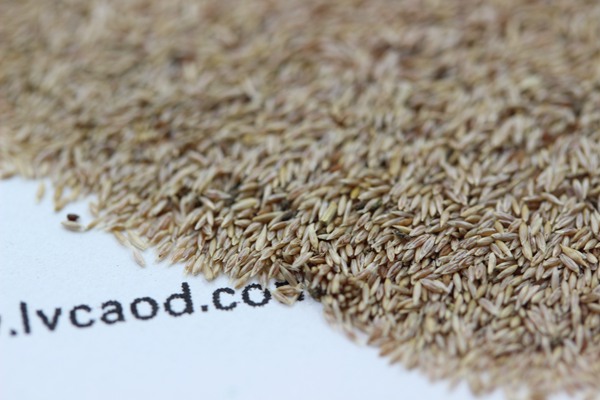 剪股穎種子 剪股穎種子