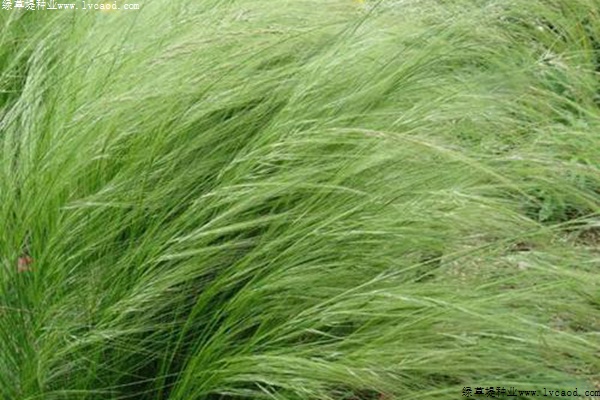 彎葉畫眉草 彎葉畫眉草