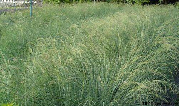 彎葉畫眉草 彎葉畫眉草