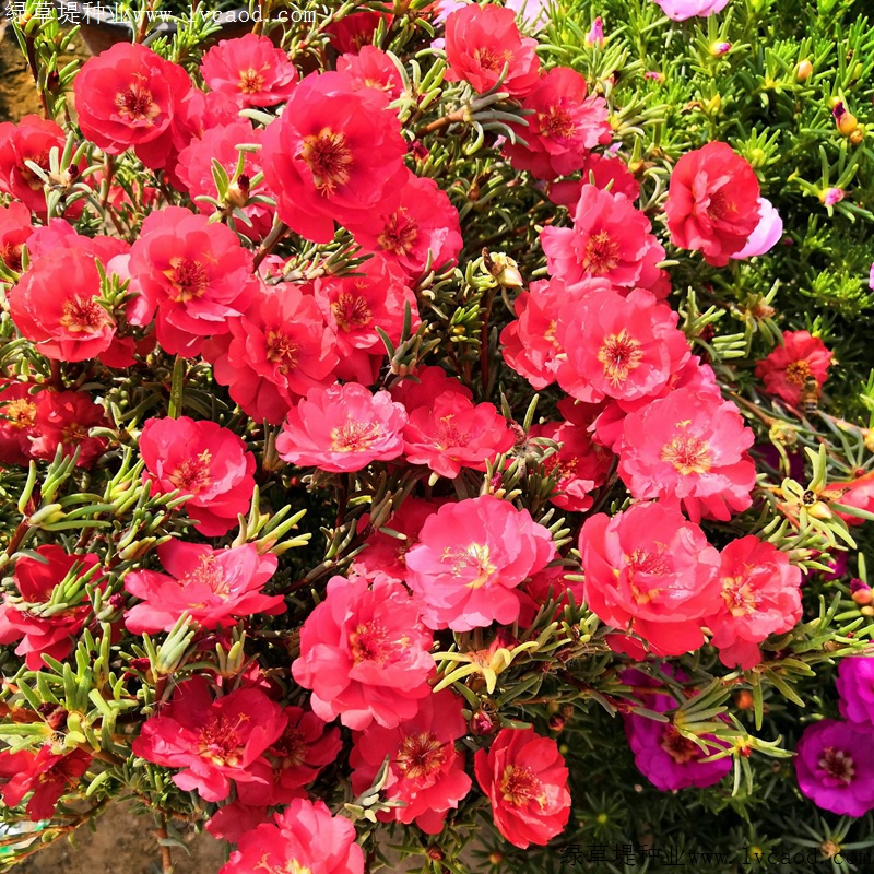 太陽(yáng)花 太陽(yáng)花