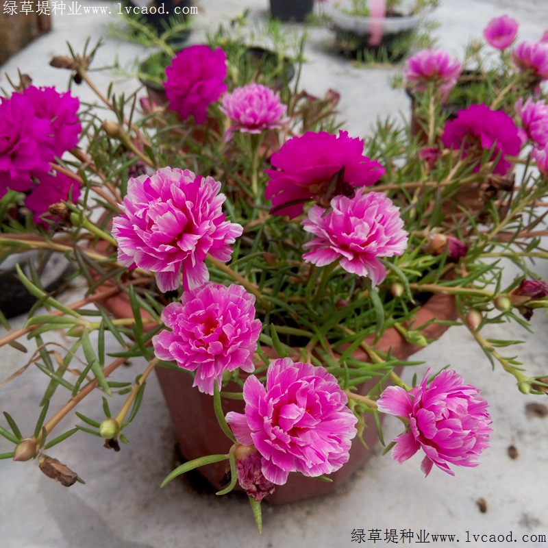 太陽(yáng)花 太陽(yáng)花