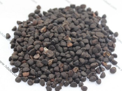 牽?；ǚN子價(jià)格_圖片_種植方法