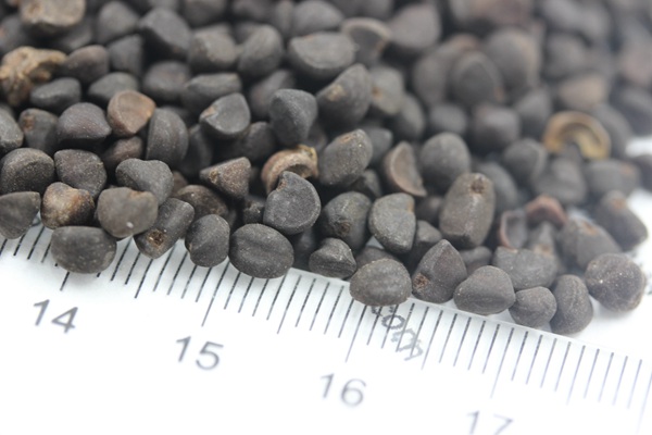 牽牛花種子 牽?;ǚN子