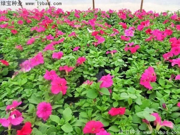 牽?;ǚN子 牽牛花種子