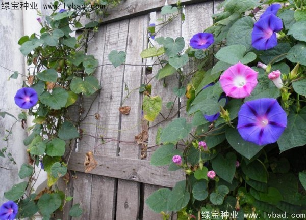 牽?;ǚN子 牽牛花種子