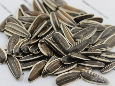 可以榨油的油葵種子市場(chǎng)價(jià)格是多少？