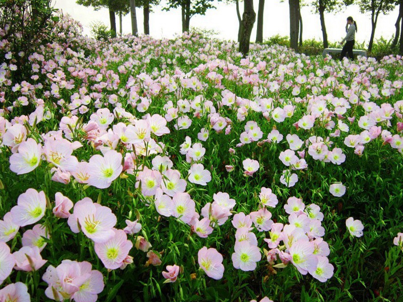 1590241829599174.jpg 3.jpg