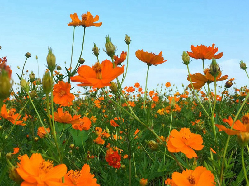 1590577219783466.jpg 10.jpg