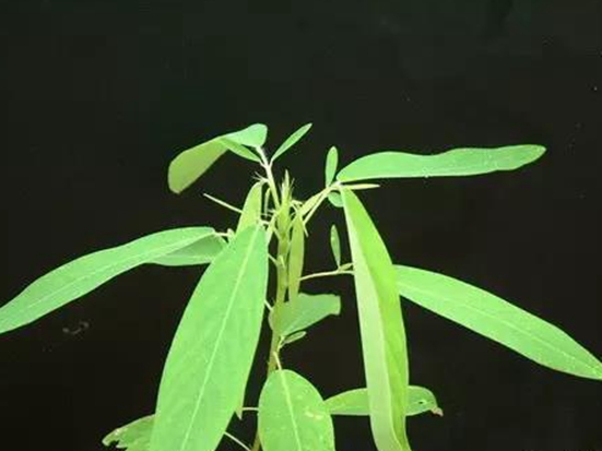 1590653419889837.jpg 微信圖片_20200519084726.jpg