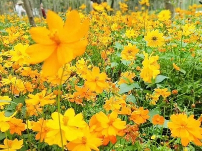 硫化菊種子的市場價(jià)格是多少？