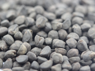 鶯蘿種子的購(gòu)買渠道有哪些？