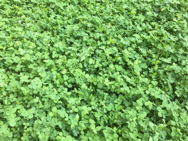 白三葉草坪 白三葉草坪