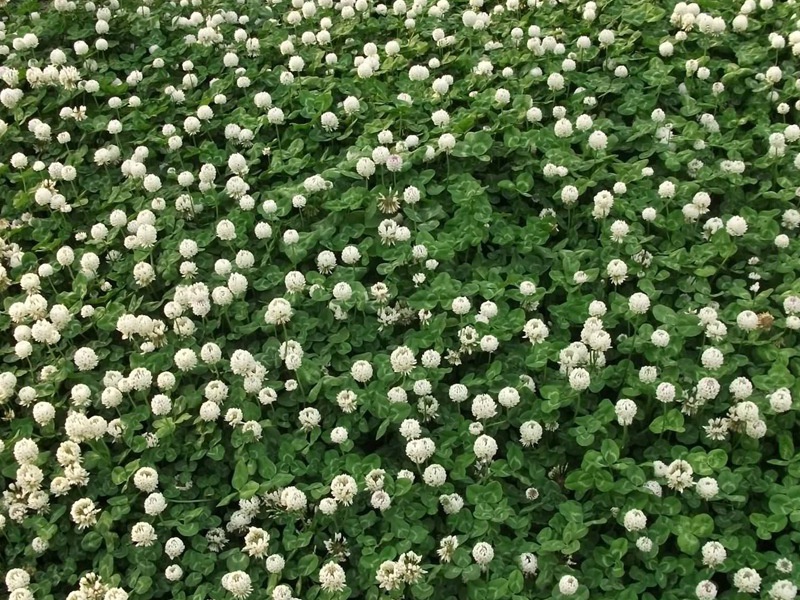 白三葉草坪 白三葉草坪