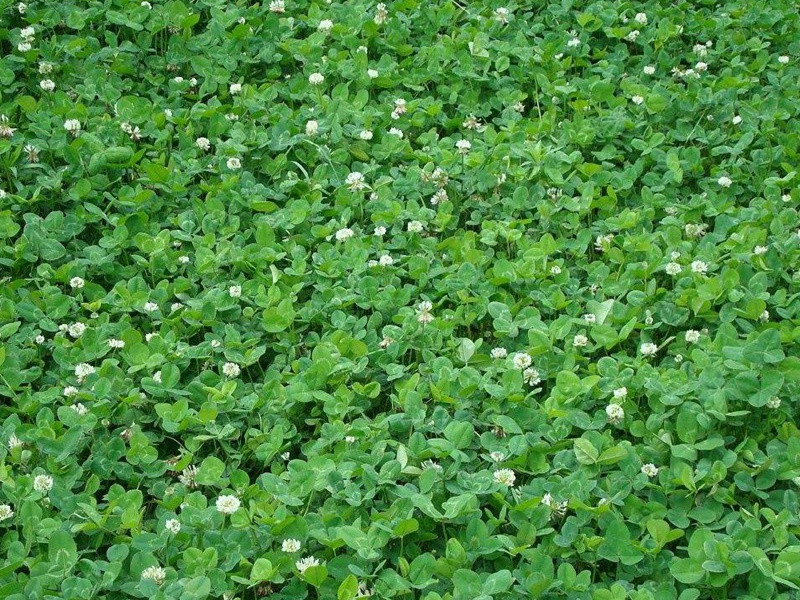 白三葉草坪 白三葉草坪