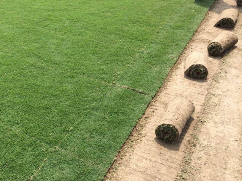 四季青草坪種子 四季青草坪種子