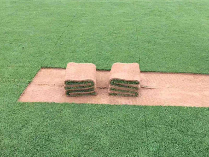 四季青草坪種子 四季青草坪種子