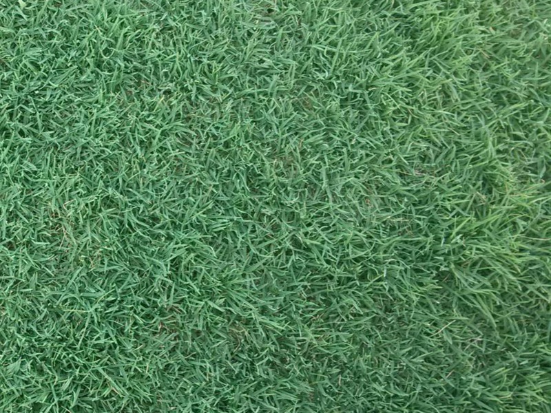 早熟禾草坪 早熟禾草坪