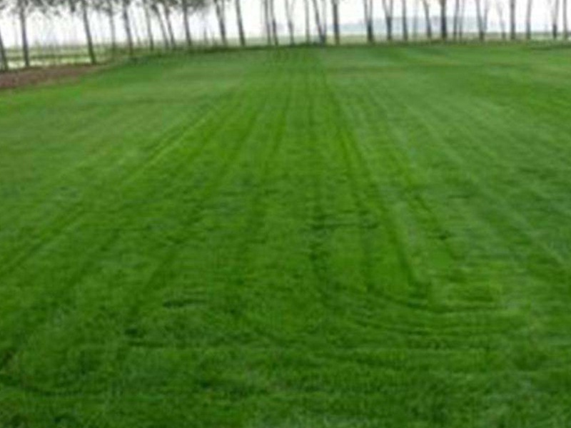 早熟禾草坪 早熟禾草坪