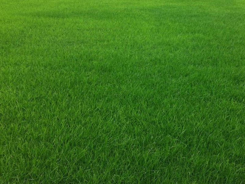 白標(biāo)多年生黑麥草 白標(biāo)多年生黑麥草