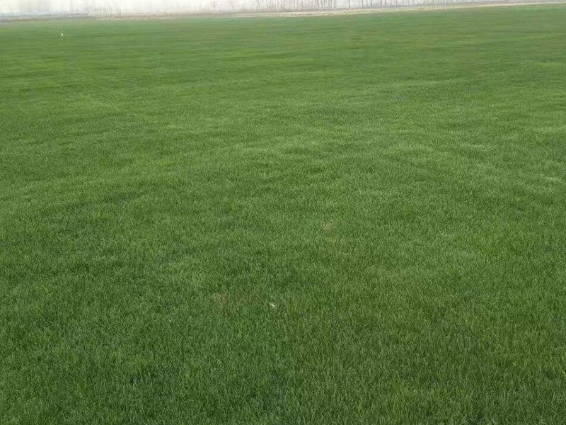 白標(biāo)多年生黑麥草 白標(biāo)多年生黑麥草