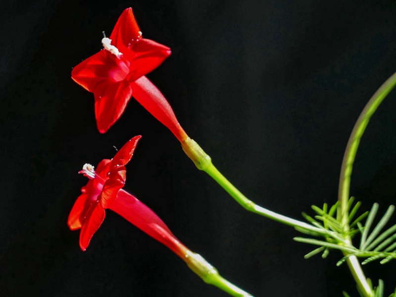 1591532576601869.jpg 5.jpg