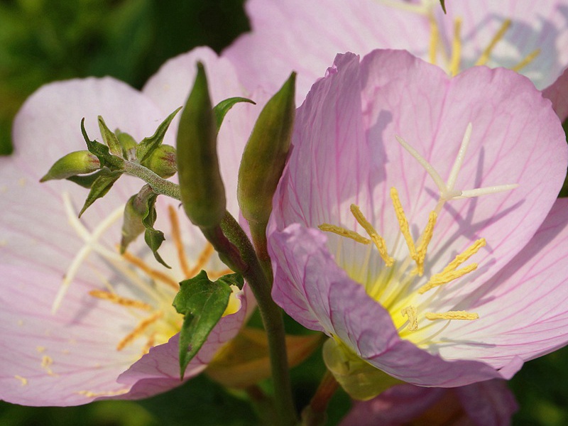 1592663302940185.jpg 10.jpg