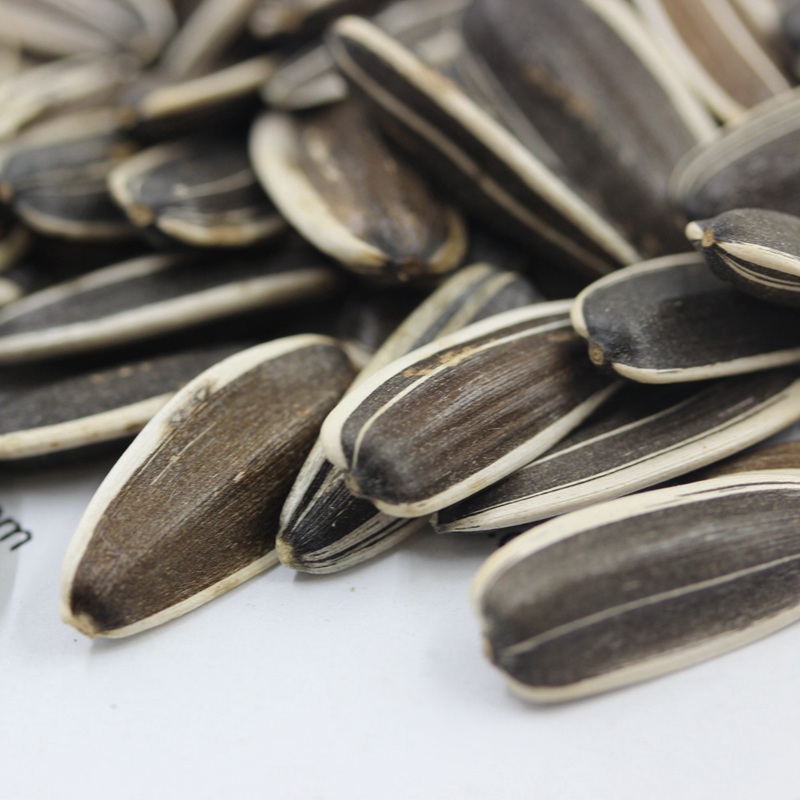 1595085399780042.jpg 油葵 (4).JPG