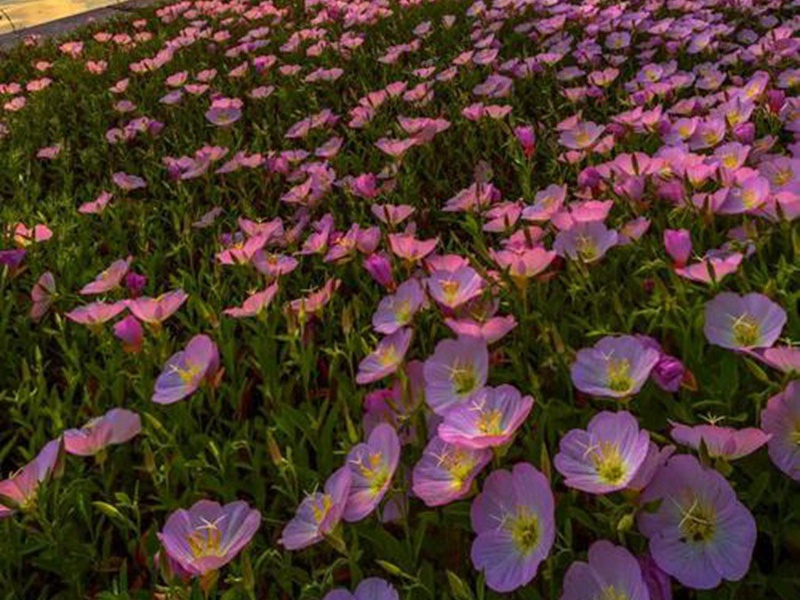 1598798605104410.jpg 7.jpg