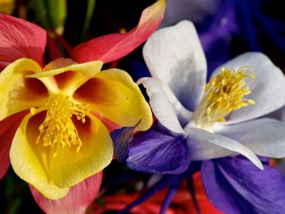 小花耬斗菜種子應(yīng)該在幾月份播種，生長(zhǎng)比較好？