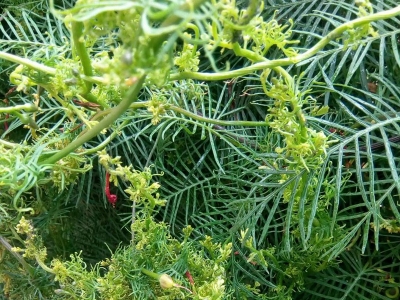 每平方米土地羽葉鳶蘿種子應該播種多少？