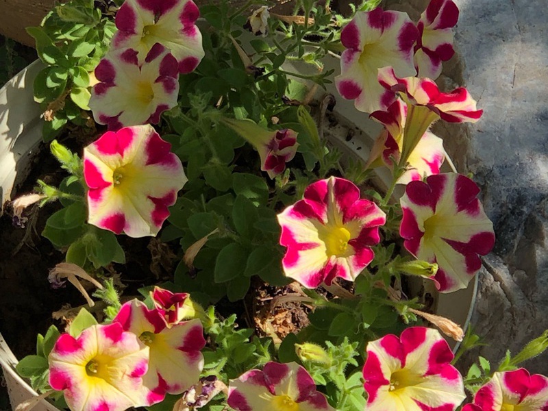 1600856160174968.jpg 4.jpg