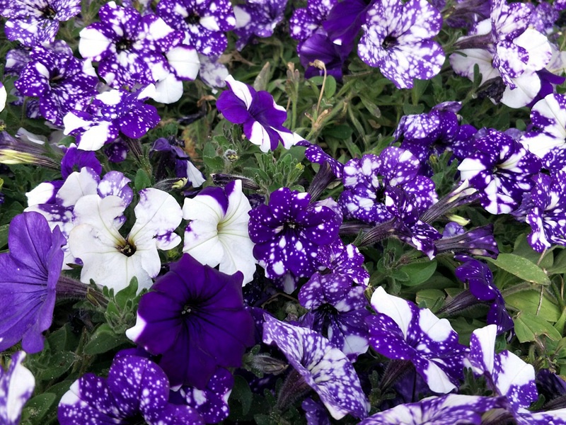 1600856167130817.jpg 11.jpg