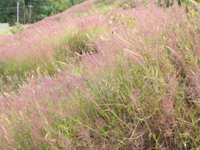 糖蜜草種子去哪買？