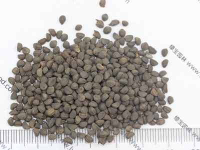 鶯蘿種子該去哪買？