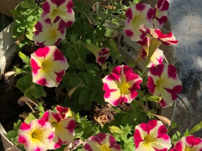 矮牽牛種子每平方米土地應(yīng)該播種多少克？