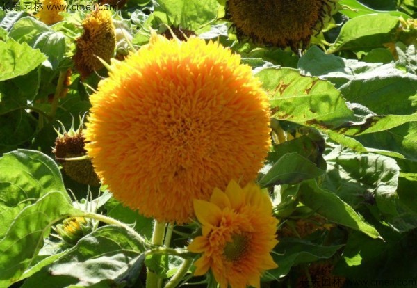 觀(guān)賞向日葵種子發(fā)芽出苗開(kāi)花圖片