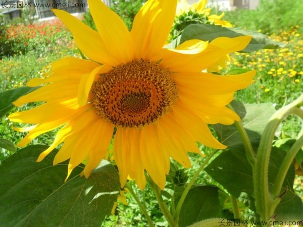 觀(guān)賞向日葵種子發(fā)芽出苗開(kāi)花圖片