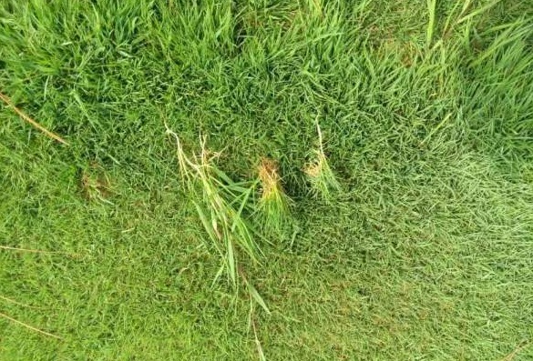 1627463600549306.jpg image.jpg