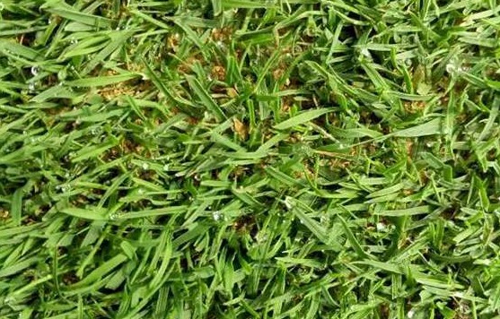 1627463617881380.jpg image.jpg