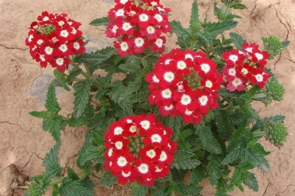 1629014369297220.jpg 圖片.jpg