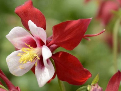 耬斗菜種子幾月播種？